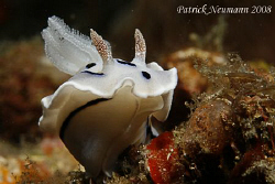 Nudi in motion :) taken in Anilao with Canon 400D+100mm m... by Patrick Neumann 